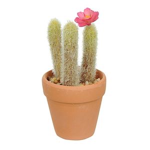 Vaso Com Cacto Barba De Velho Verde Com Flor Rosa 14X6 Cm - Du0027Rossi