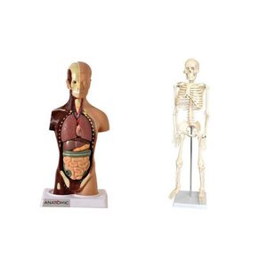 Esqueleto 45 Cm + Torso Humano De 28 Cm 14 Partes