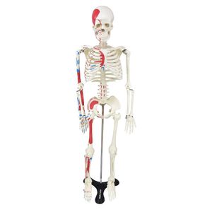 Esqueleto Humano 85 Cm De Altura C/, Origens E Inserções