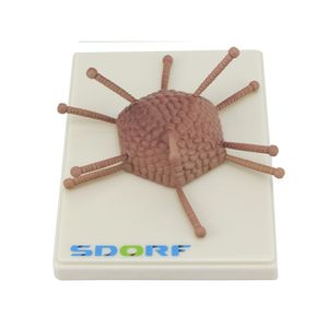 Modelo De Adenovírus Infeccioso