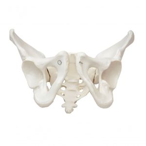 Esqueleto Pélvico Feminino, Anatomia Pelve Feminina