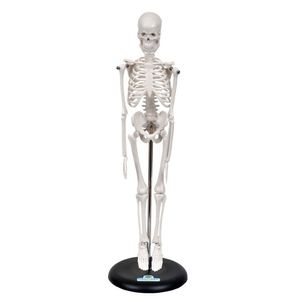 Esqueleto Humano De 45 Cm Altura Com Suporte, Anatomia