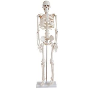 Esqueleto Humano 85 Cm