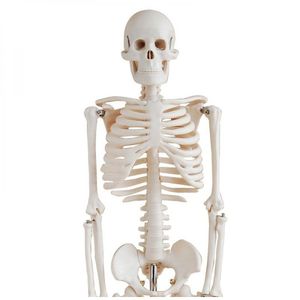 Esqueleto Humano Padrão Articulado 85cm De Altura