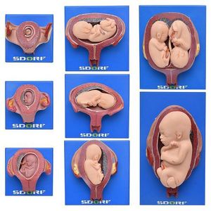Desenvolvimento Embrionário Em 8 Estágios Modelo Anatomia