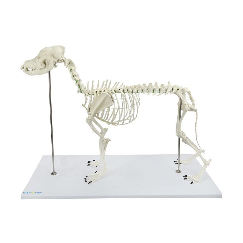 MKP001043000262-1
