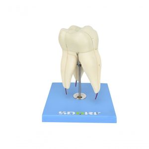 Dente Molar Superior C/ Raiz Tripla Em 3 Partes, 8x