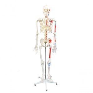 Esqueleto Humano Padrão De 1.70 Cm