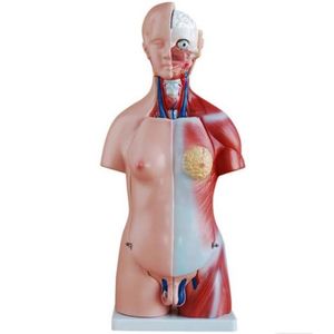 Torso Humano 45 Cm Em 24 Partes E Coluna Exposta