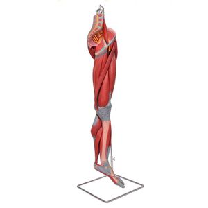 Perna Músculos,vasos E Nervos 10 Pts, Anatomia Esqueleto