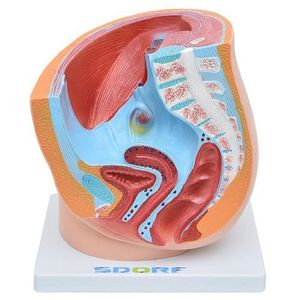 Pelve Feminina Em Secção 1 Parte, Anatomia