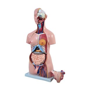 Torso Humano Bissexual C/abertura Nas Costas De 85 Cm C/24