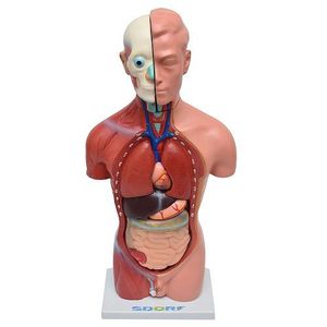 Torso Humano Masculino 42 Cm 14 Pts Modelo Anatomia