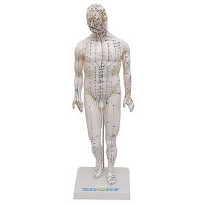 Manequim Acupuntura Masculino 50cm