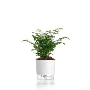 Vaso Autoirrigável Médio N03 16Cm X 14Cm - Clássicos Branco