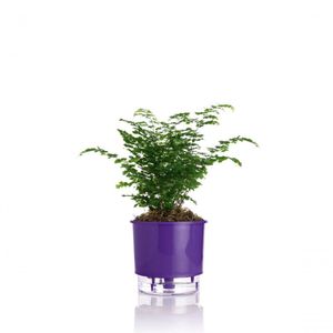 Vaso Autoirrigável Médio N03Cm 16 X 14Cm - Rainbow Roxo