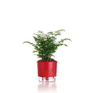 Vaso Autoirrigável Médio N03Cm 16 X 14Cm - Rainbow Vermelho