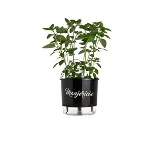 Vaso Autoirrigável Médio N03Cm 16 X 14Cm - Gourmet Manjericão