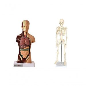 Esqueleto 85 Cm + Torso 28 Cm 14 Partes