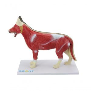 Anatomia do Cachorro em 10 Partes