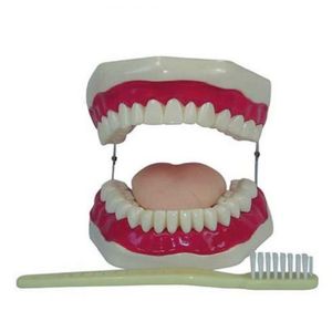 Boca com Arcada Dentária Língua e Escova