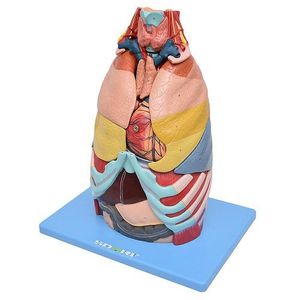 Cavidade Torácica em 17 Partes Modelo Anatomia