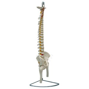 Coluna Vertebral Flexível Pelve Parte Fêmur Esqueleto