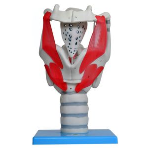 Laringe Funcional 3,5 X O Tamanho Natural, Anatomia