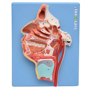 Nervos e Vasos Sanguíneos da Face Modelo Anatomia