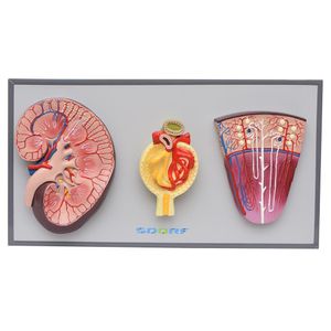 Rim, Néfrons E Glomérulos Em Prancha Modelo Anatomia