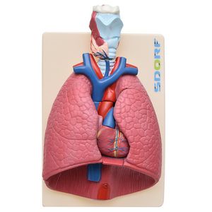 Sistema Respiratório em Prancha 7 Partes Anatomia