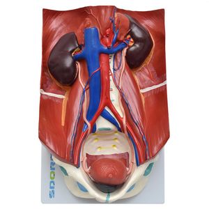Sistema Urinário Clássico em 4 Partes Anatomia