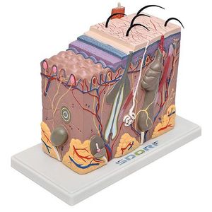 Corte de Pele em Bloco Anatomia