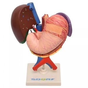 Figado Pâncreas Baço e Duodeno Anatomia
