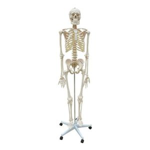 Esqueleto Humano 168 Cm Coluna Flexível Suporte E Base Rodas
