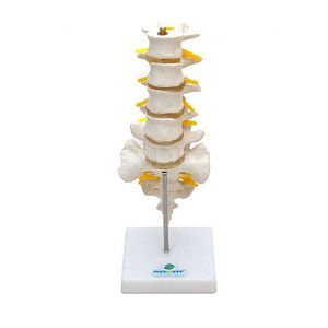 Coluna Lombar Esqueleto Modelo Anatomia