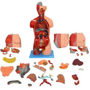 Torso Luxo 85 Cm, Bissexual, Com Coluna Exposta, Em 32 Partes