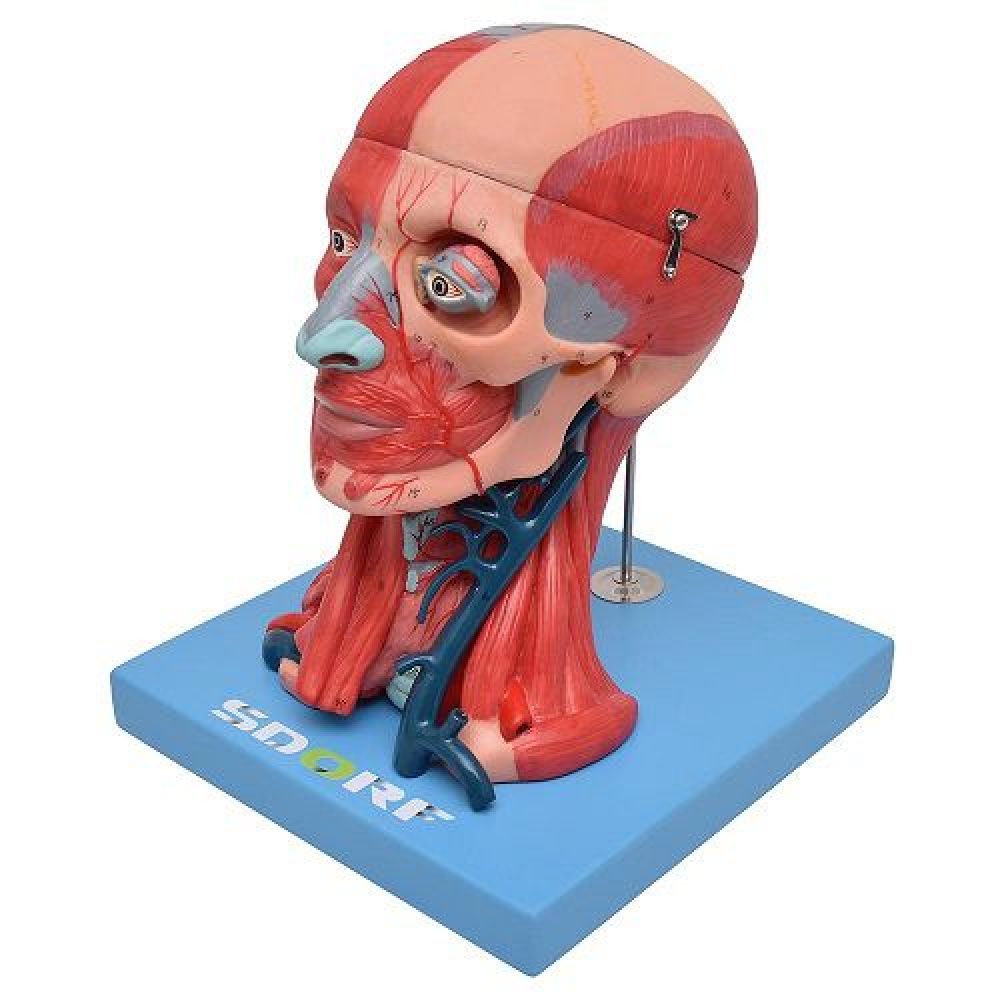 Mandíbula - Vista Posterior  Anatomy, Head and neck, Occipital