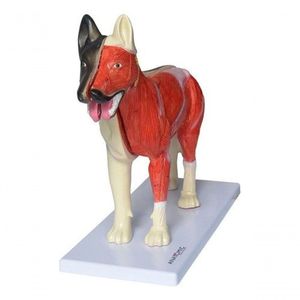 Anatomia Do Cachorro