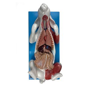 Anatomia Do Coelho, Em Placa