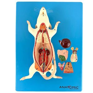 Anatomia Do Rato, Em Placa
