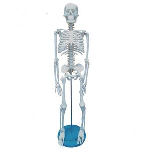 Esqueleto Humano De 85 Cm
