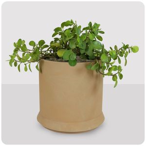 Vaso Vitória-régia 49 X 45 Cm Cor 02 - Antique Terracota