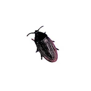 Pegadinha Barata Falsa