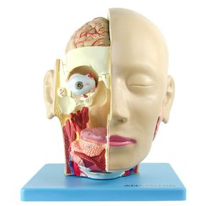 Cabeça Humana com Caixa Craniana Cérebro e Crânio 4 Partes