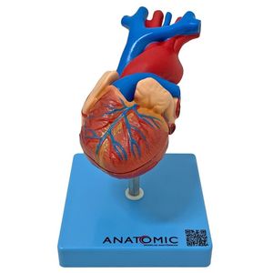 Coração Humano Tamanho Natural 2 Pts Anatomia