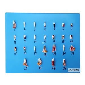 Patologia Dentária 25 Peças, Anatomia