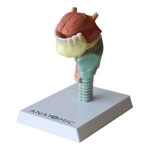 Laringe Com Língua E Dentes Em 5 Pts Modelo Anatomia