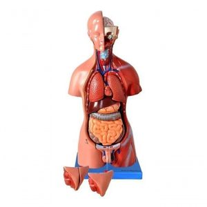 Torso Humano 45 Cm Altura Bissexual Coluna Exposta 25 Pts