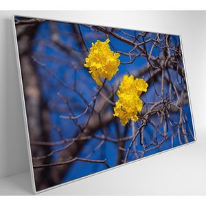 Quadro Flores De Ipê Amarelo Em árvore Do Cerrado Medidas 80x120 Cm Impressão Adesivo Fotográfico